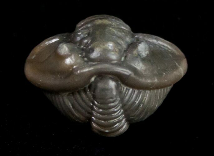 Enrolled Flexicalymene Trilobite From Ohio #10864